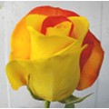 Tinted Roses - Yellow, Red